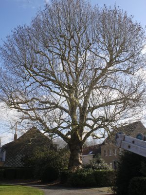 Houtig erfgoed plataan Laarne