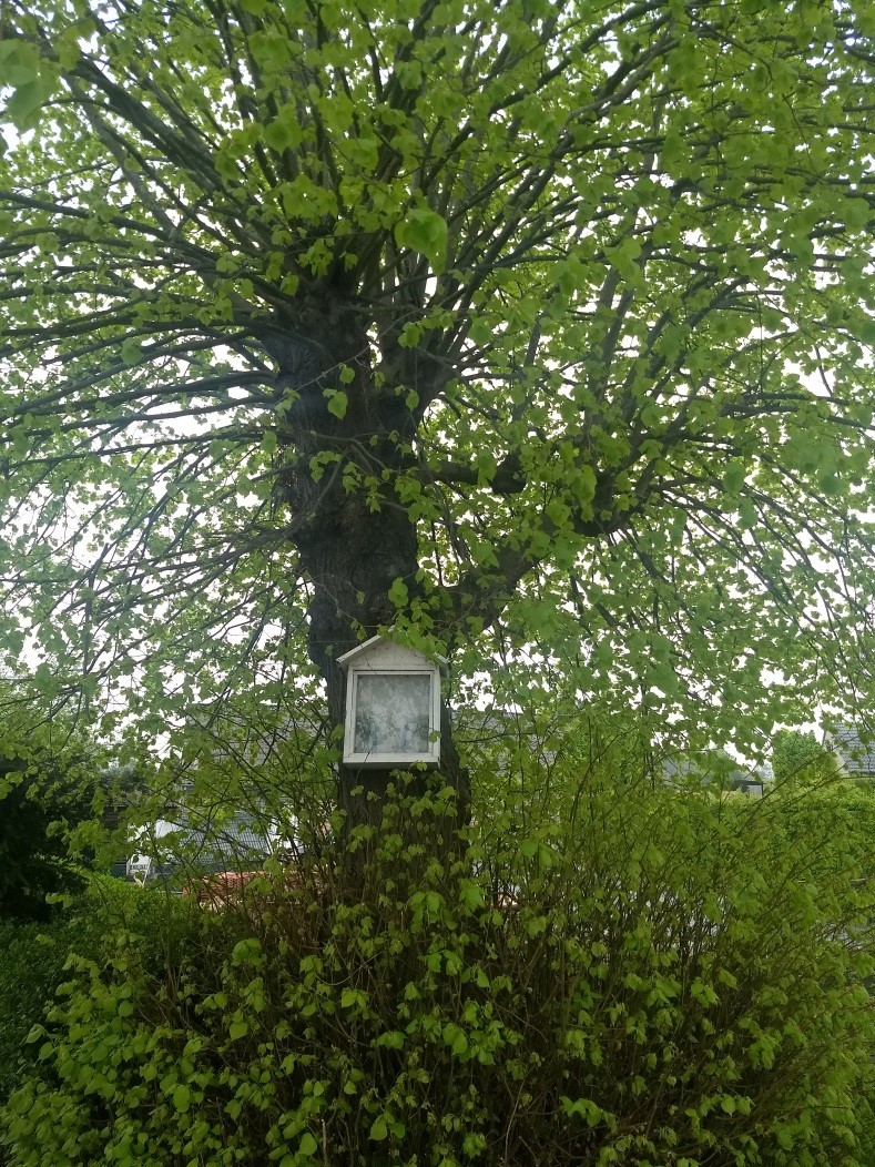 Kapel boom Wichelen