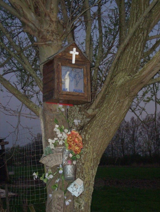 Kapel boom Zele